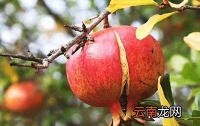 石榴裂果的原因与防治措施