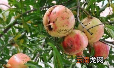 石榴裂果的原因与防治措施