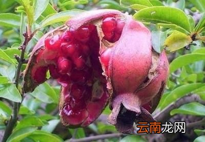如何防治石榴裂果