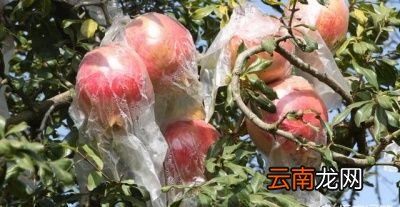 如何防治石榴裂果问题