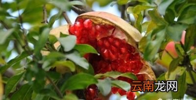 如何防治石榴裂果问题