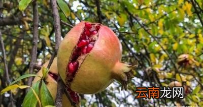 如何防治石榴裂果问题