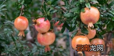 如何防治石榴裂果问题