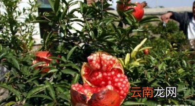 如何防治石榴裂果问题