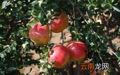 石榴果开裂是什么原因如何防治