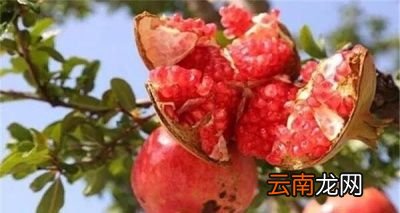 石榴出现裂果的原因