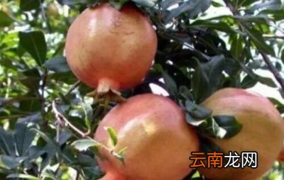 石榴出现裂果的原因