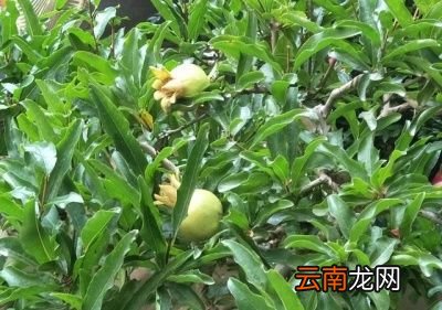 石榴果开裂的原因
