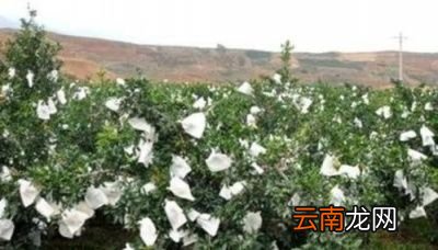 石榴果开裂的原因