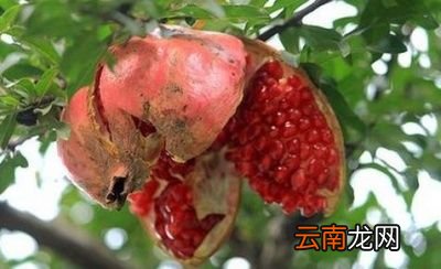 石榴果开裂的原因
