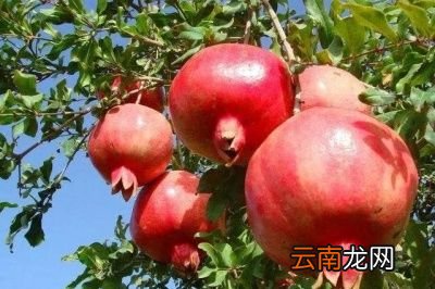 吃石榴有哪些好处呢