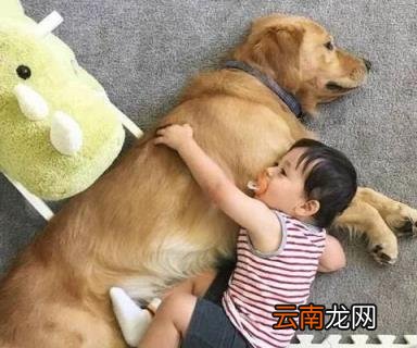 养狗必打的三针多少钱 小狗打疫苗要多少钱