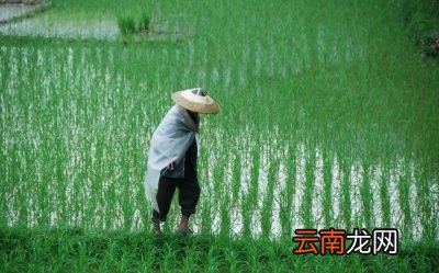 “春分”下雨好不好