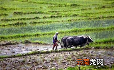 “春分”下雨好不好