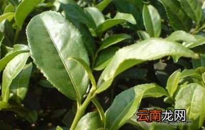 生普洱茶和熟普洱茶分别方法
