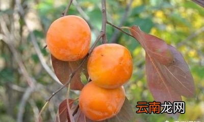 为何“一个柿子十副药”