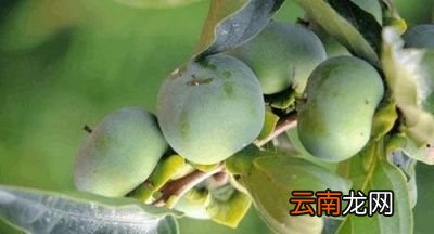 “一个柿子十副药”是什么意思是不能吃吗