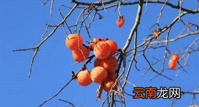 “一个柿子十副药”是什么意思是不能吃吗