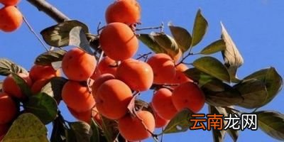 “一个柿子十副药”是什么意思是不能吃吗