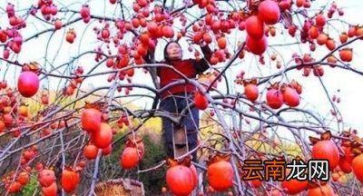 “一个柿子十副药”是什么意思是不能吃吗