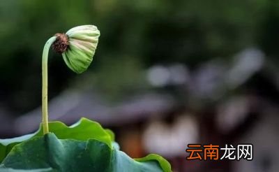 秋老虎有影响吗