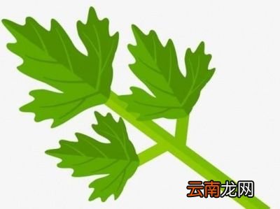 人们摘掉芹菜叶不吃是因为它没营养吗