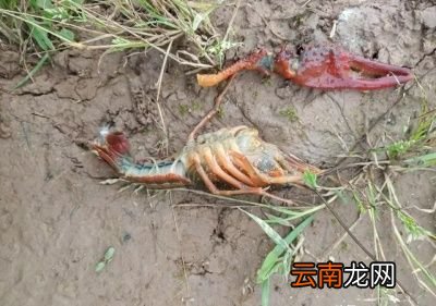 引起小龙虾白斑病的原因和症状是什么