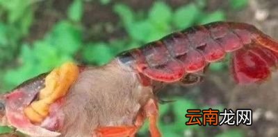 引起小龙虾白斑病的原因和症状是什么