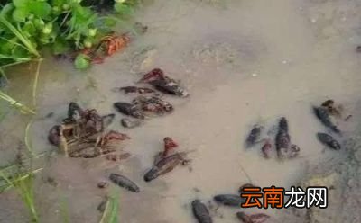 引起小龙虾白斑病的原因和症状是什么