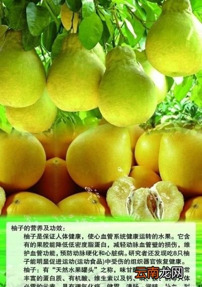 孕妇吃柚子的好处