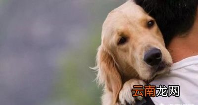 狗狗吃剩菜剩饭有什么危害