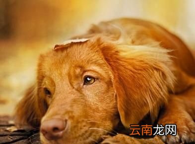 狗狗吃剩菜剩饭有什么危害