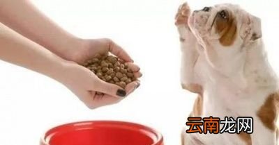 狗狗吃剩菜剩饭有什么危害