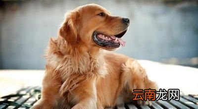 狗狗吃剩菜剩饭有什么危害