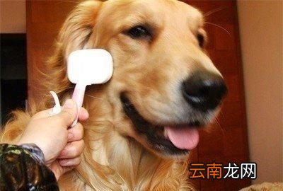 狗狗吃剩菜剩饭有什么危害