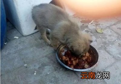 狗狗吃剩菜剩饭有什么危害