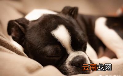 家里有宠物用什么拖地消毒祛味比较好