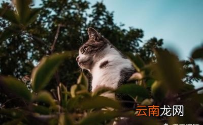 家里有宠物用什么拖地消毒祛味比较好