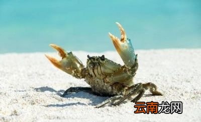 肾病患者应该如何吃螃蟹