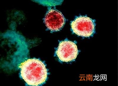 新病毒为何可怕传播快致死率高