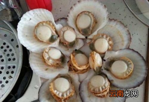 冷冻的扇贝都开着口吗