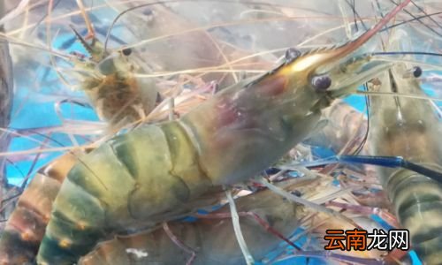 罗氏虾属于淡水吗