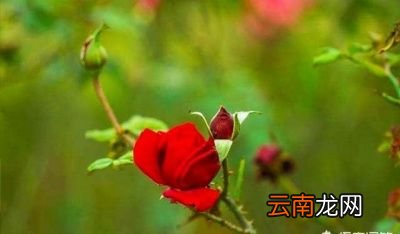 农村都有哪些植物是可以有助于睡眠的