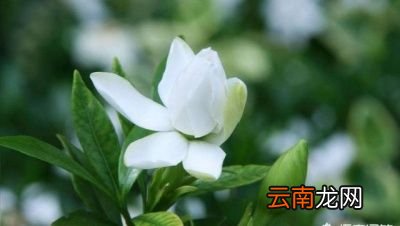 农村都有哪些植物是可以有助于睡眠的