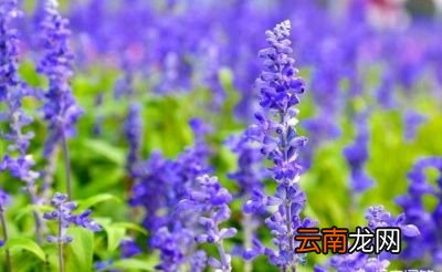 农村都有哪些植物是可以有助于睡眠的