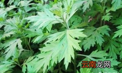 农村都有哪些植物是可以有助于睡眠的
