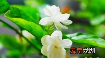 农村都有哪些植物是可以有助于睡眠的