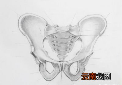 哪些人群会骨盆前倾