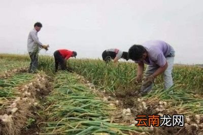 农村蒜地什么时间浇返青水