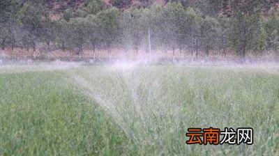 农村蒜地什么时间浇返青水